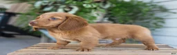 Dachshund dogs for sale: Winston - Ad 8