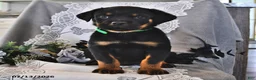 Rottweiler dogs for sale: Rocky - Ad 1