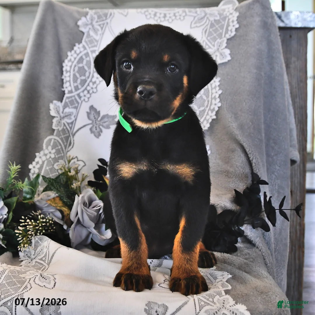 Rottweiler dogs for sale: Rocky - Ad 1