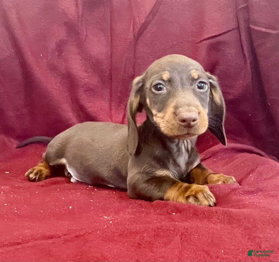 Miniature Dachshund dogs for sale: Dean - Ad 3