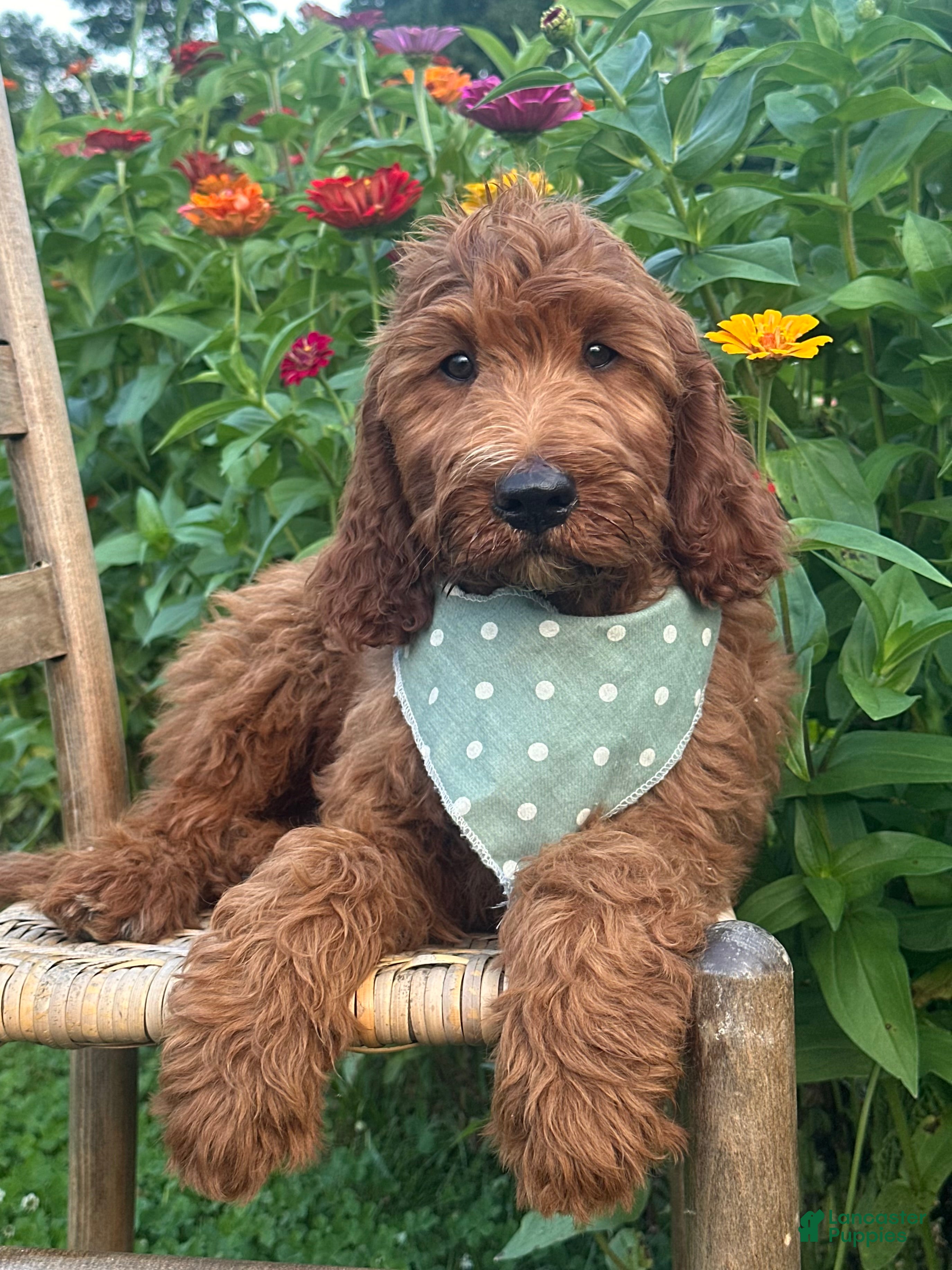 Irish Doodle dogs Franklin - Ad 1