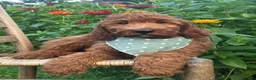 Irish Doodle dogs for sale: Franklin - Ad 1