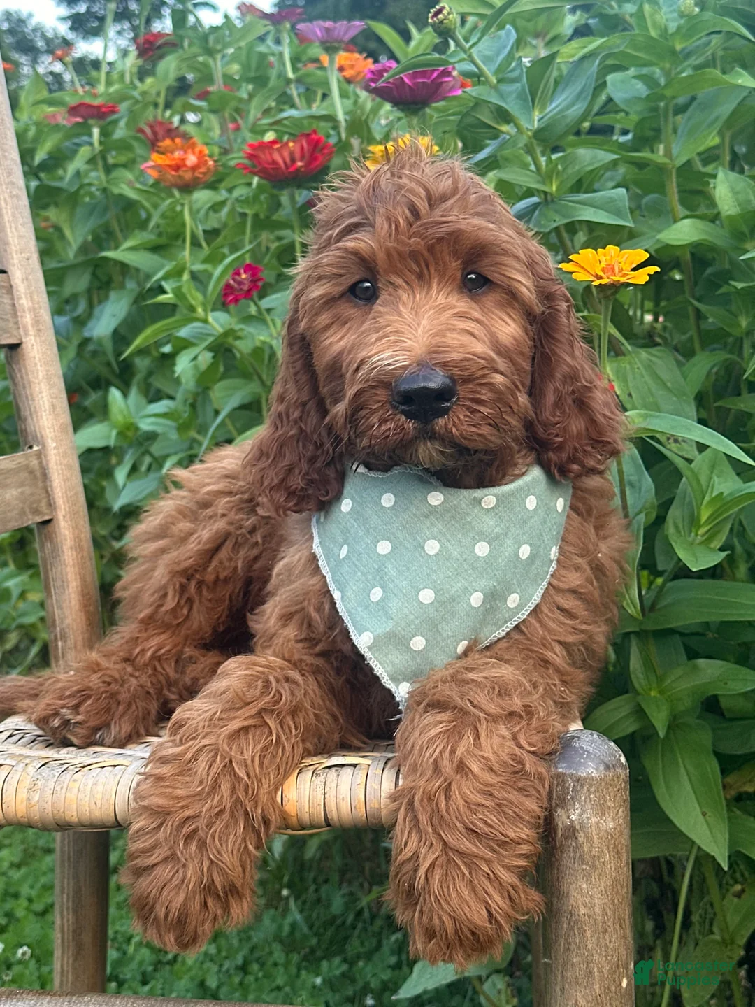 Irish Doodle dogs for sale: Franklin - Ad 1