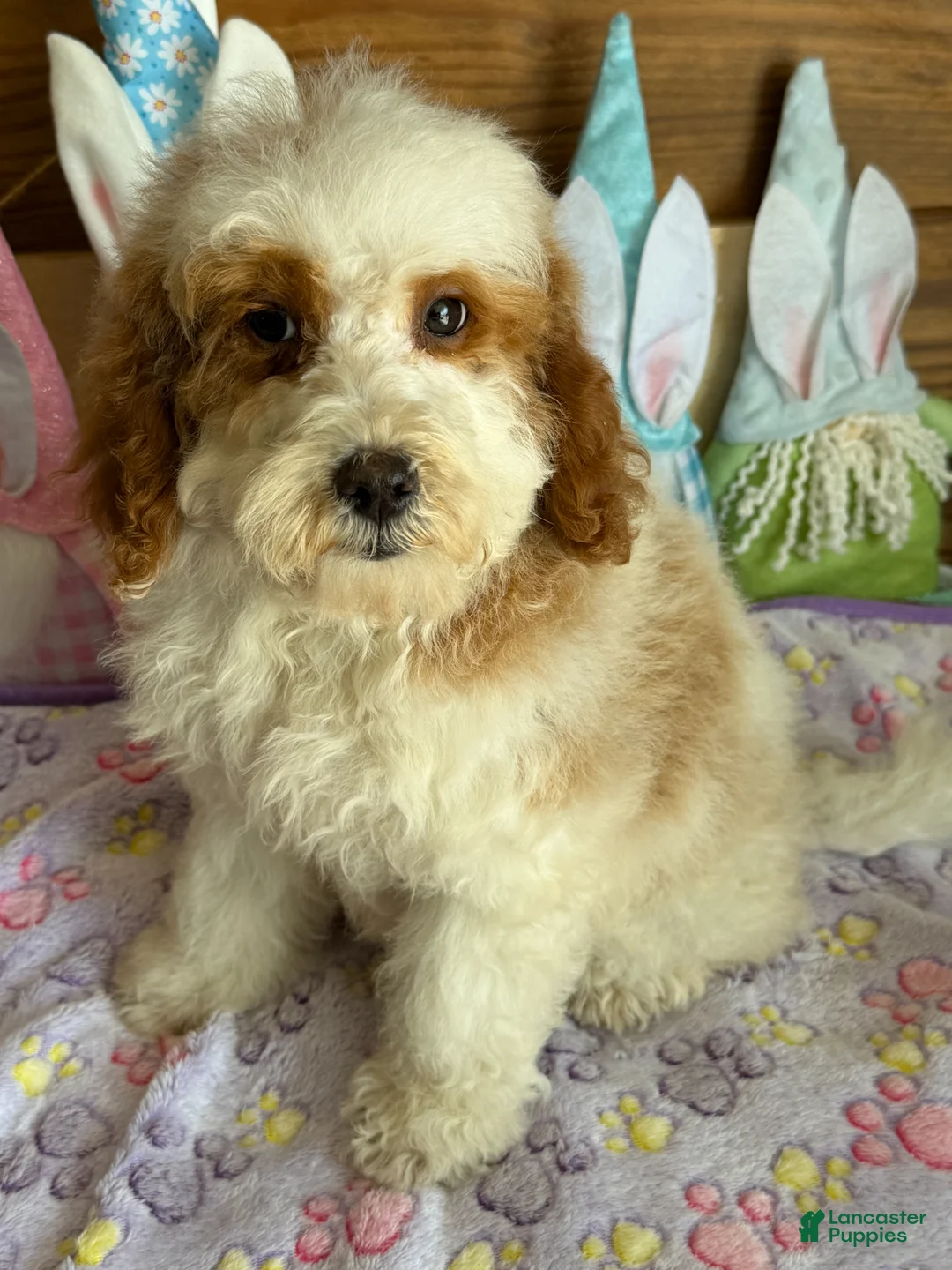 Mini Goldendoodle dogs for sale: Rita - Ad 2