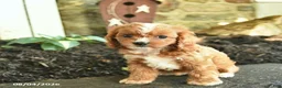 Cavapoo dogs for sale: Tilly - Ad 2
