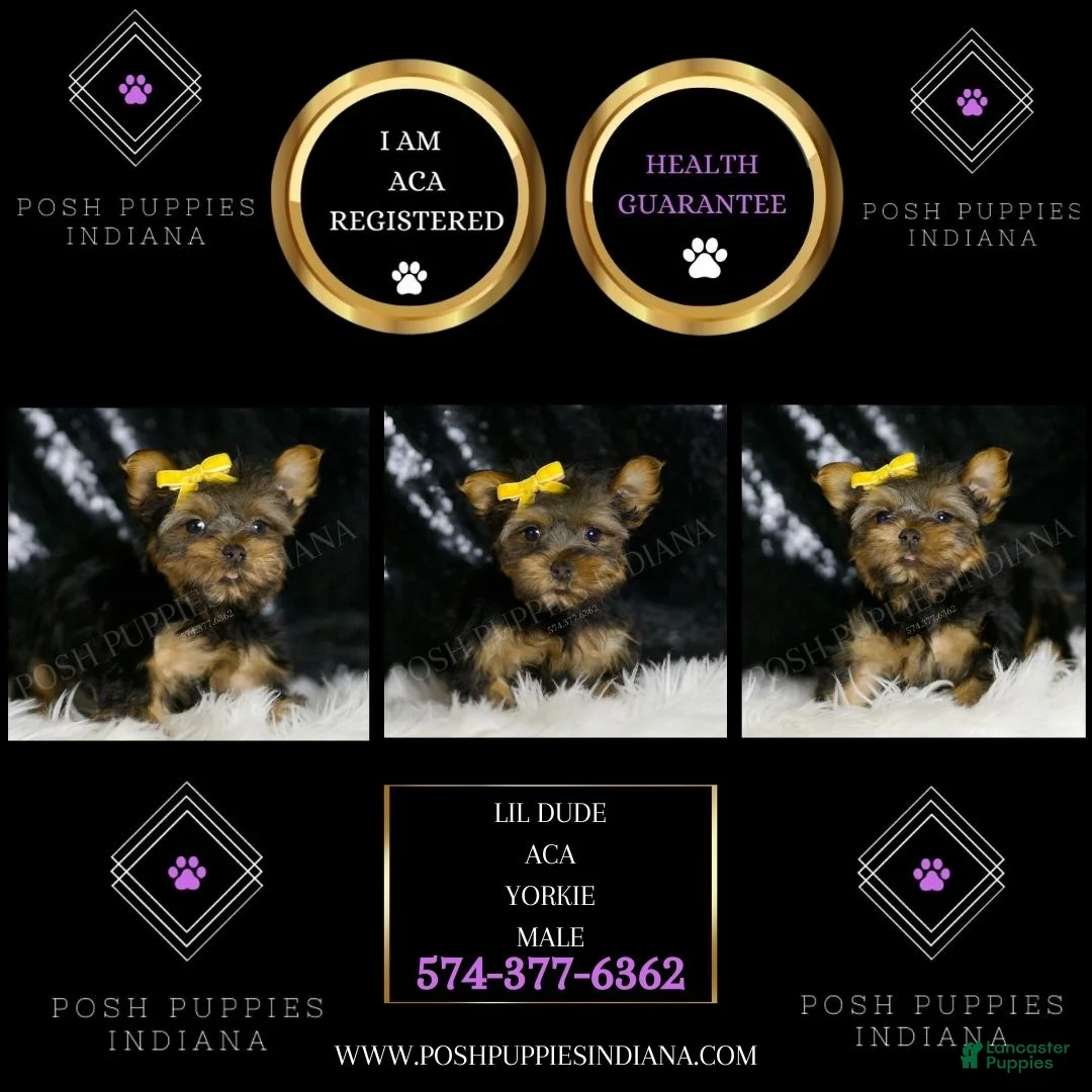 Yorkshire Terrier dogs for sale: Lil Dude  - Ad 5