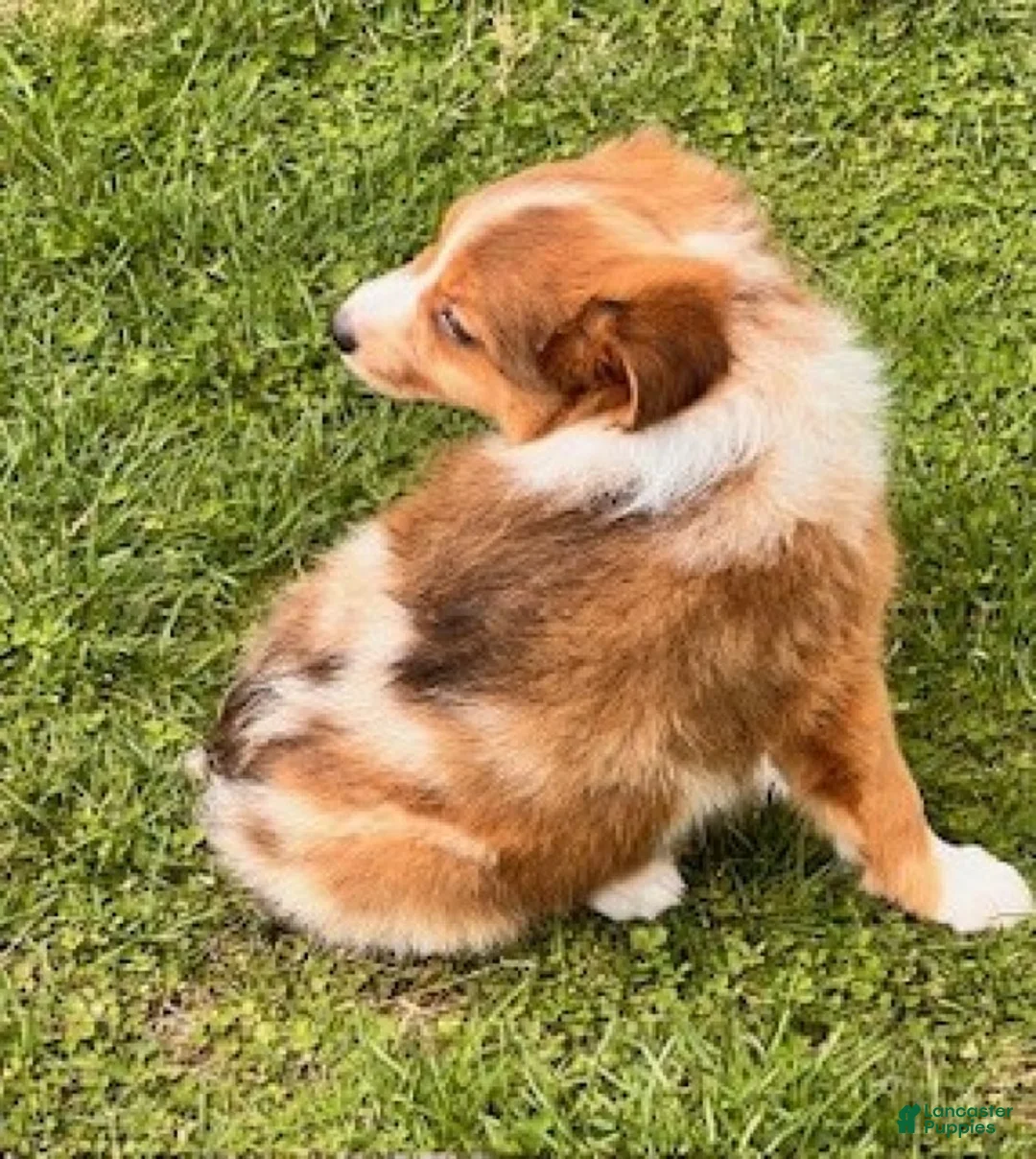 Mini Aussiedoodle dogs for sale: Sissy - Ad 6