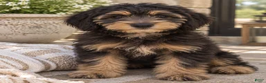 Posie