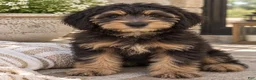 Mixed Breed dogs for sale: Posie - Ad 1