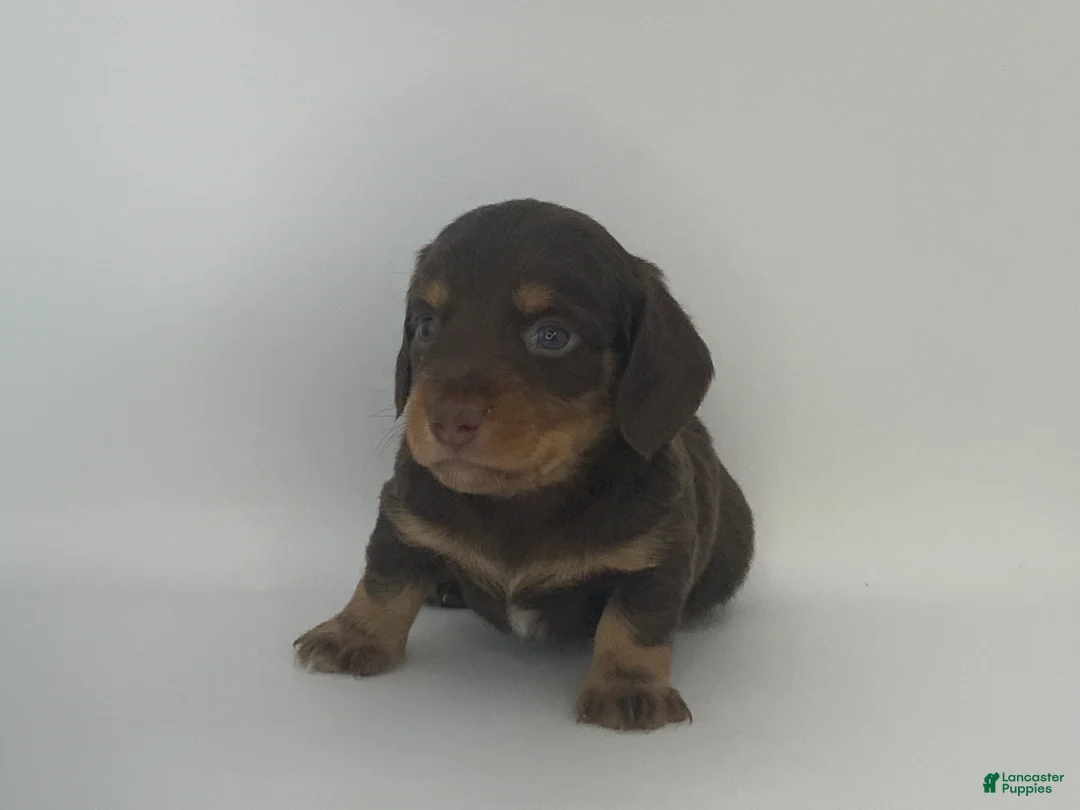 Miniature Dachshund dogs for sale: Kenny - Ad 5