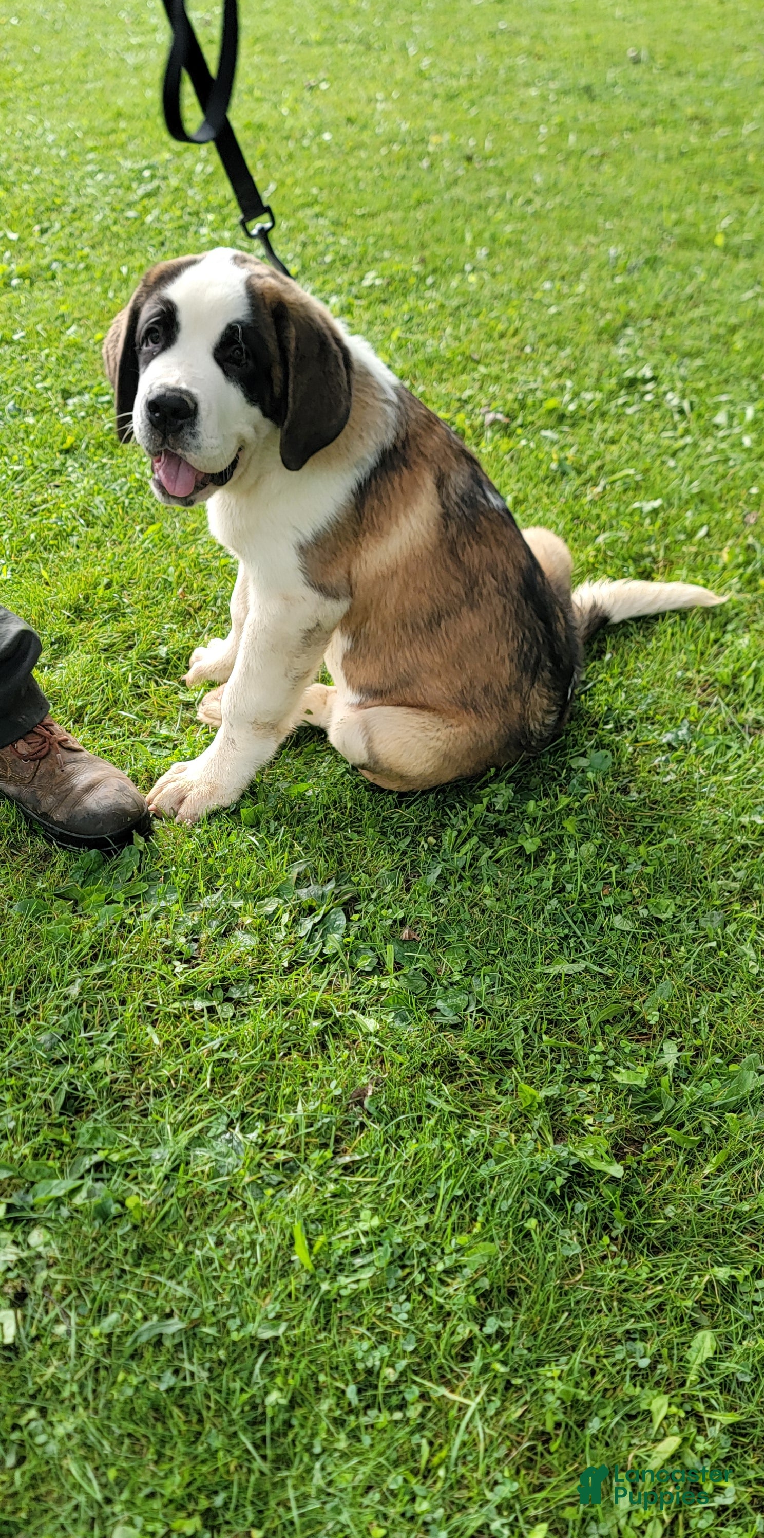 Rosie