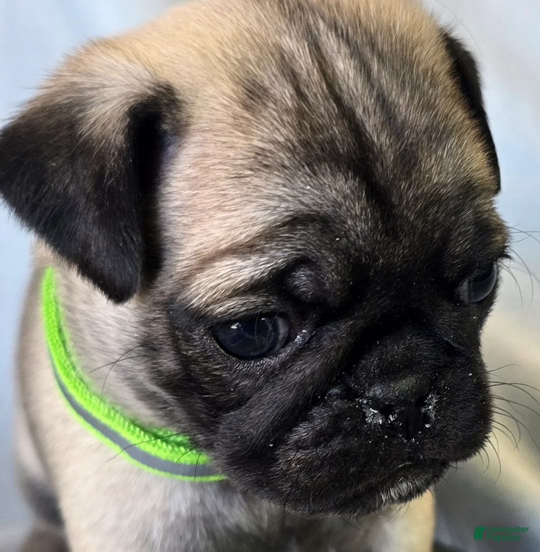 Pug dogs for sale: Bennie - Ad 7