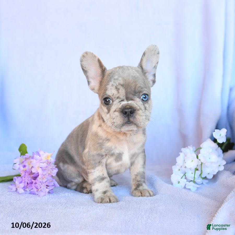 Rusty (Frenchton, Male) in Mifflinburg, PA