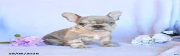 Frenchton dogs for sale: Rusty - Ad 1