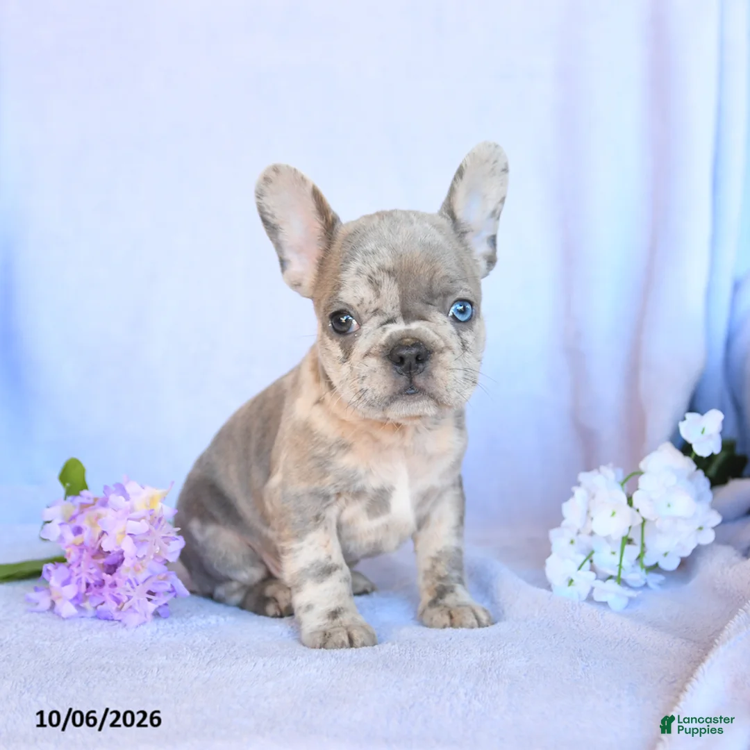 Frenchton dogs for sale: Rusty - Ad 1