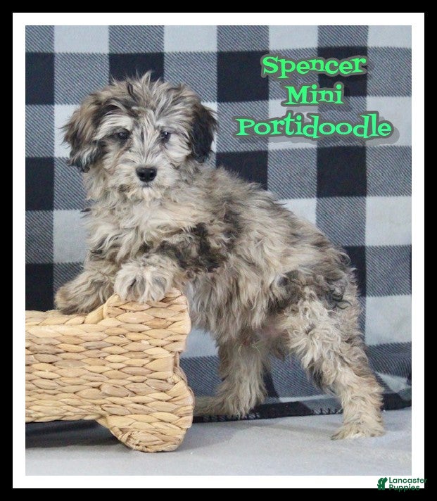 Mixed Breed dogs Spencer - Ad 33