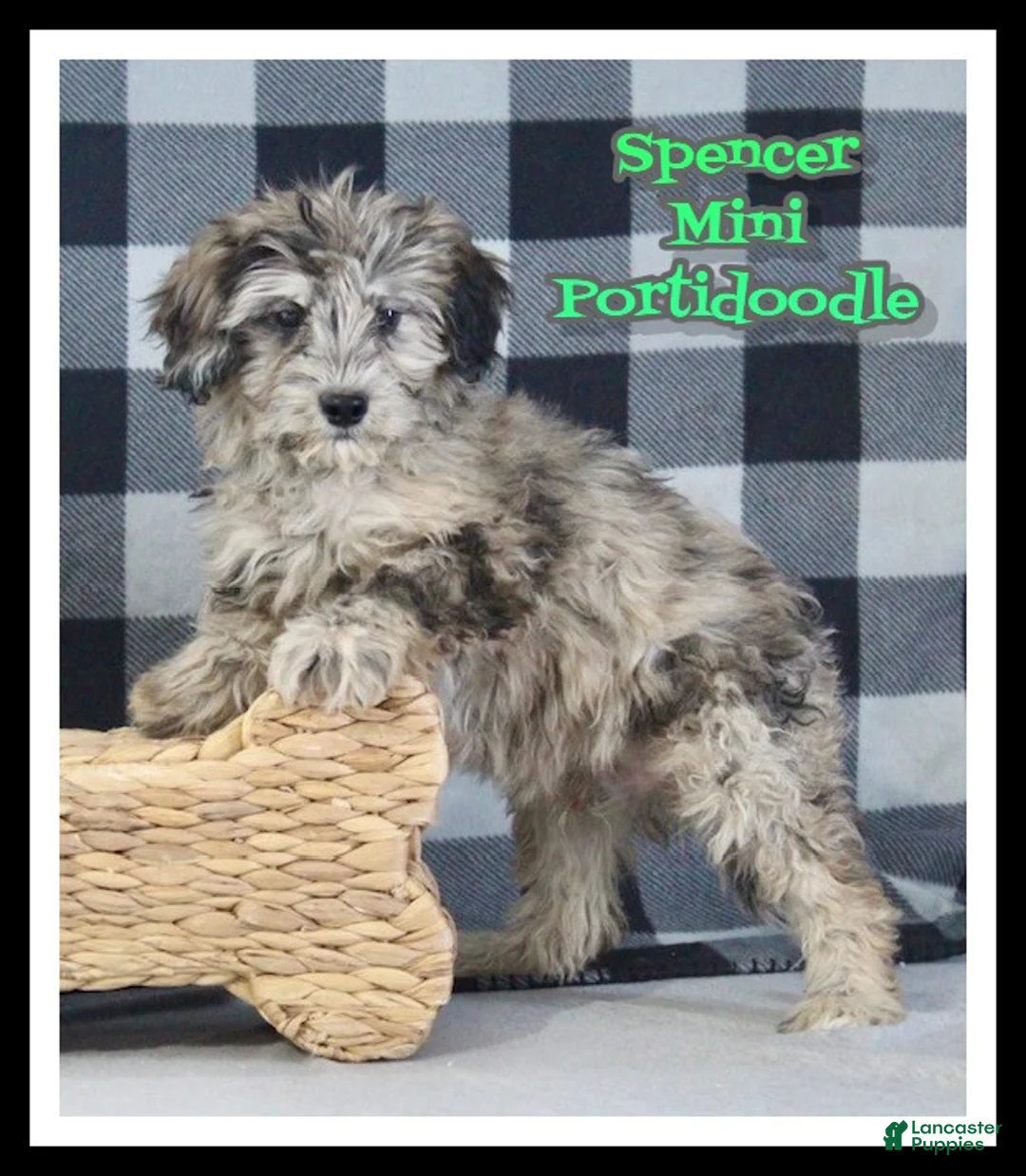 Mixed Breed dogs for sale: Spencer - Ad 1