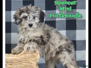 Mixed Breed dogs Spencer - Ad 33