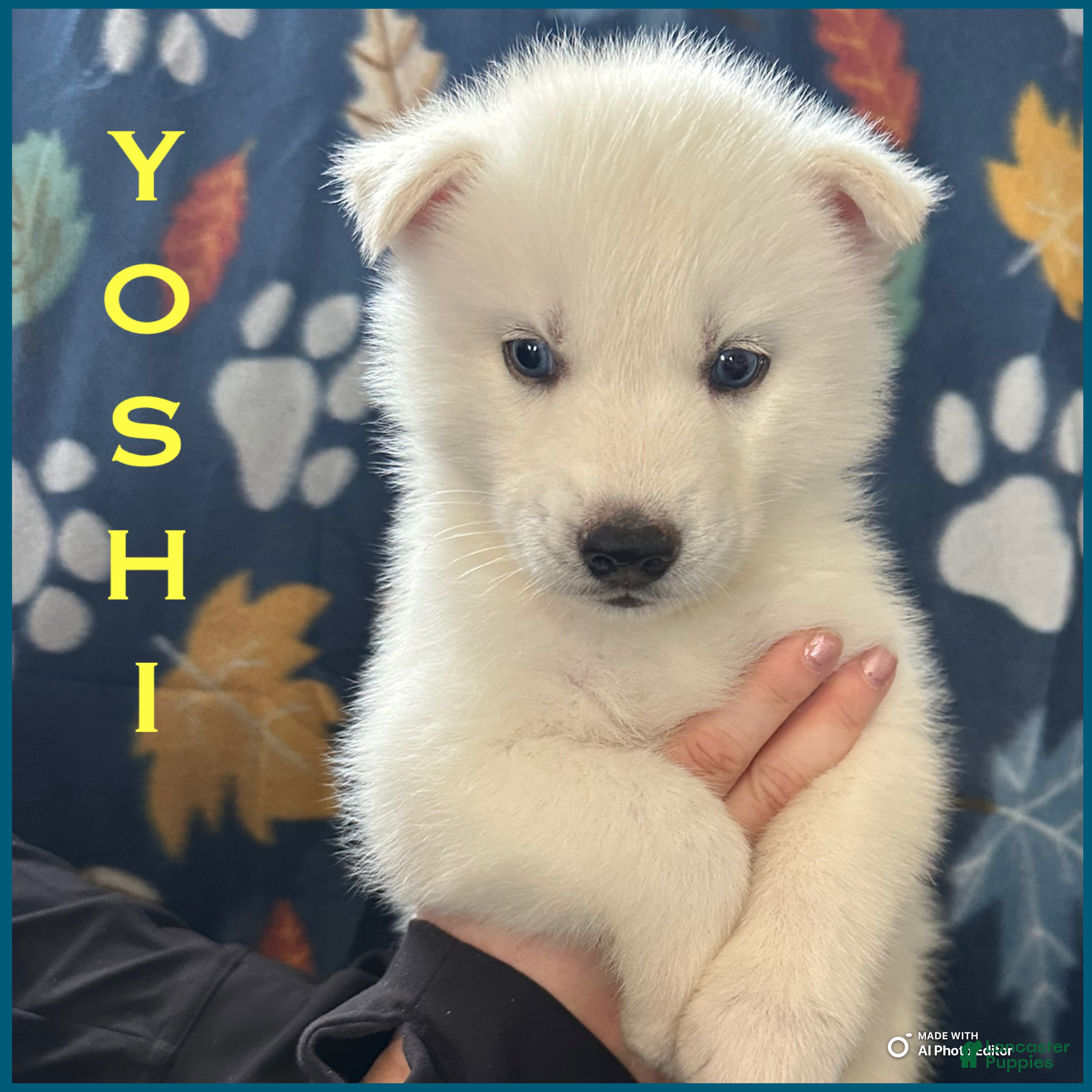 Siberian Husky dogs Yoshi - Ad 36