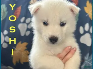 Siberian Husky dogs Yoshi - Ad 36