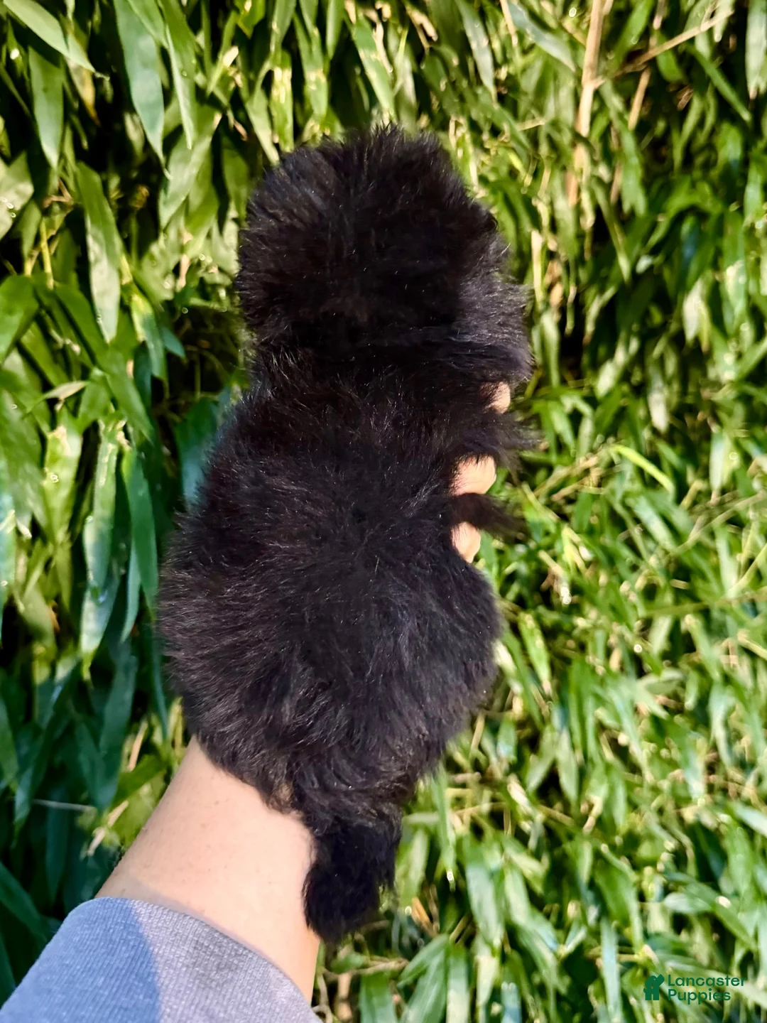 Pomapoo dogs for sale: Pomapoo 2 - Ad 2