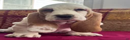Basset Hound dogs for sale: Blue - Ad 3
