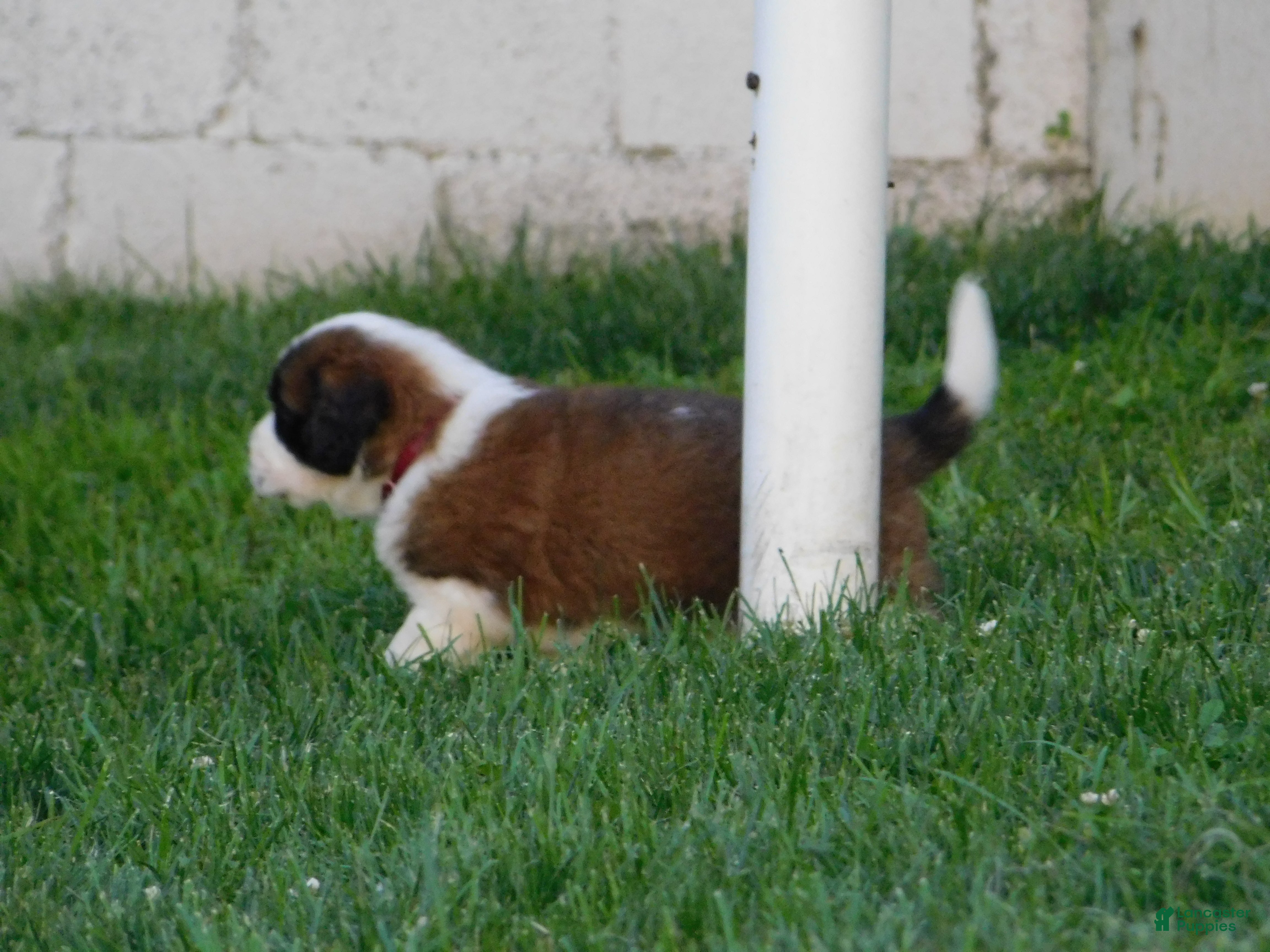 Saint Bernard dogs Begonia - Ad 1