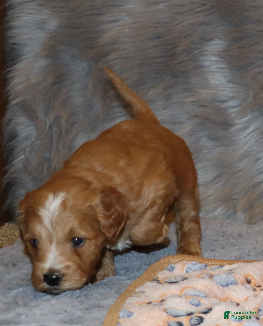 Mini Goldendoodle dogs for sale: Winslow 💙 Genetic Clear Parents - Ad 21