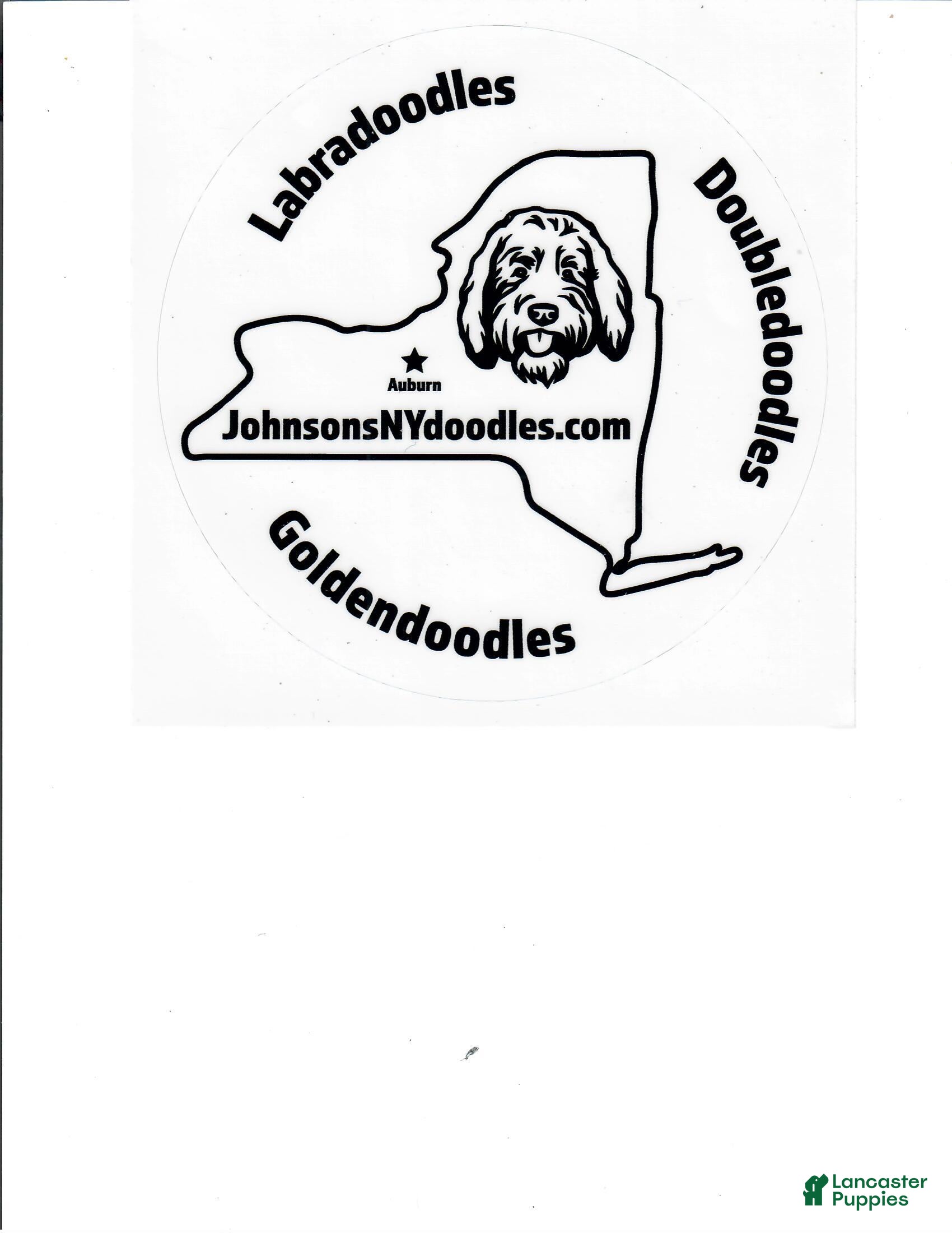Labradoodle dogs PF Female - Ad 1
