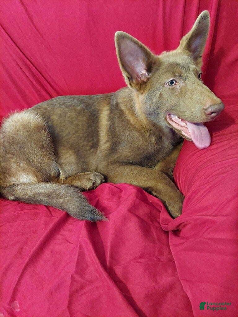German Shepherd dogs for sale:  Isabella Male  - Ad 3