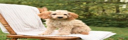 Cockapoo dogs for sale: Faith - Ad 7