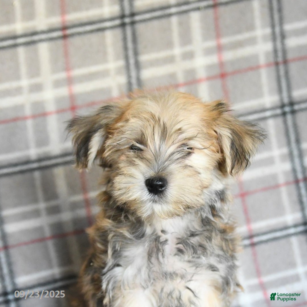 Morkie dogs for sale: Vinnie - Ad 8