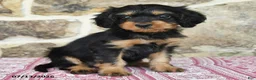 Cavapoo dogs for sale: Lyla - Ad 3