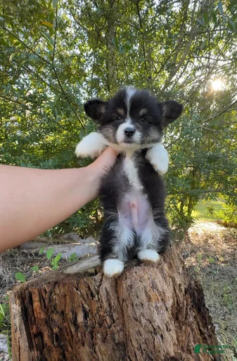 Gallery Image {{count}}