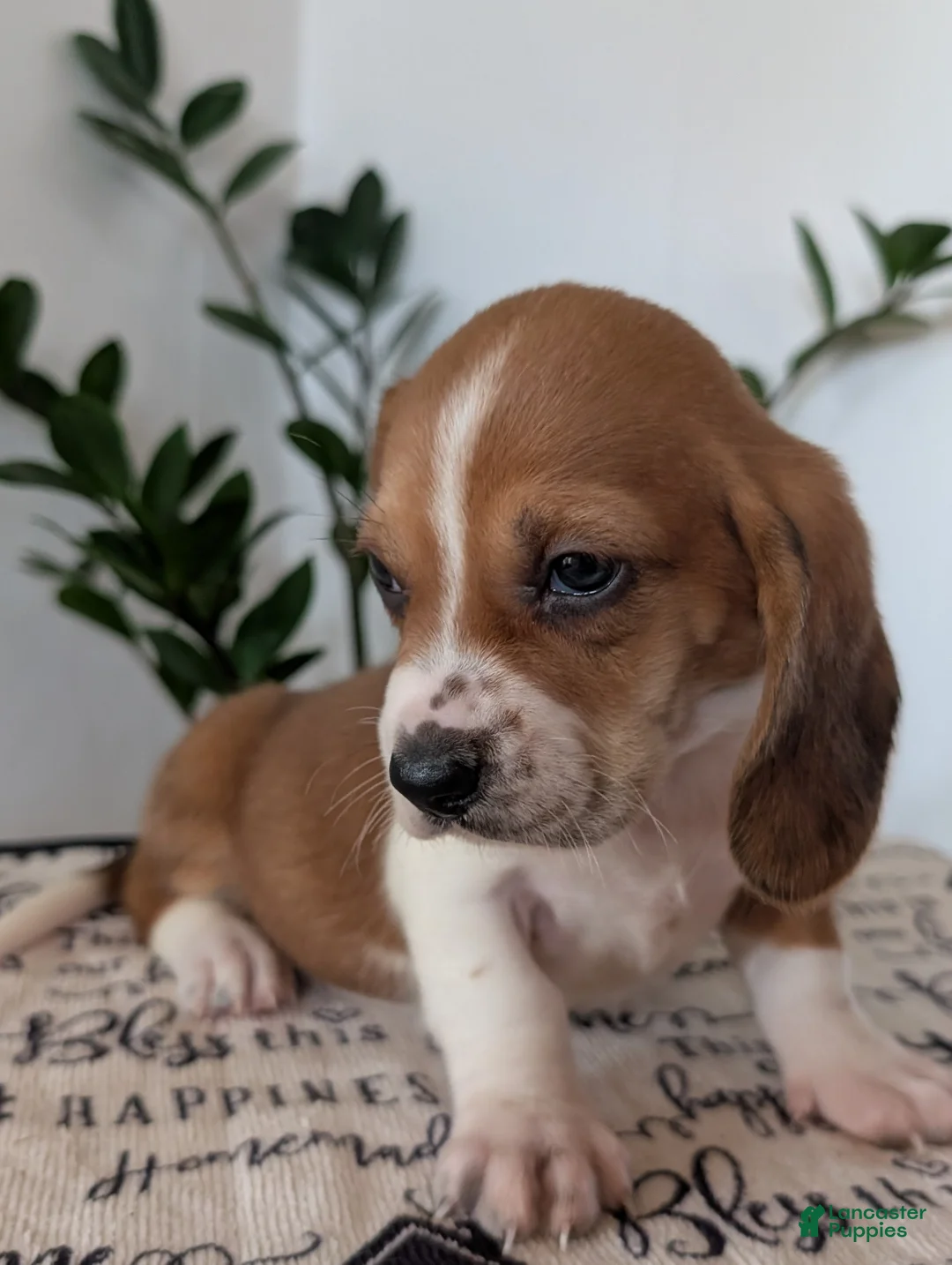 Mixed Breed dogs for sale: Copper  - Ad 2