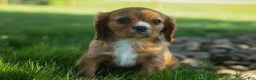 Cavalier King Charles Spaniel dogs for sale: Fletcher 🐶💙 - Ad 9