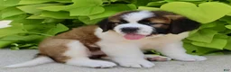 Saint Bernard dogs for sale: Amy May - Ad 4