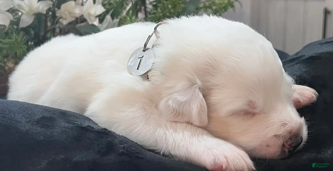 Great Pyrenees dogs for sale: Pine - Ad 3