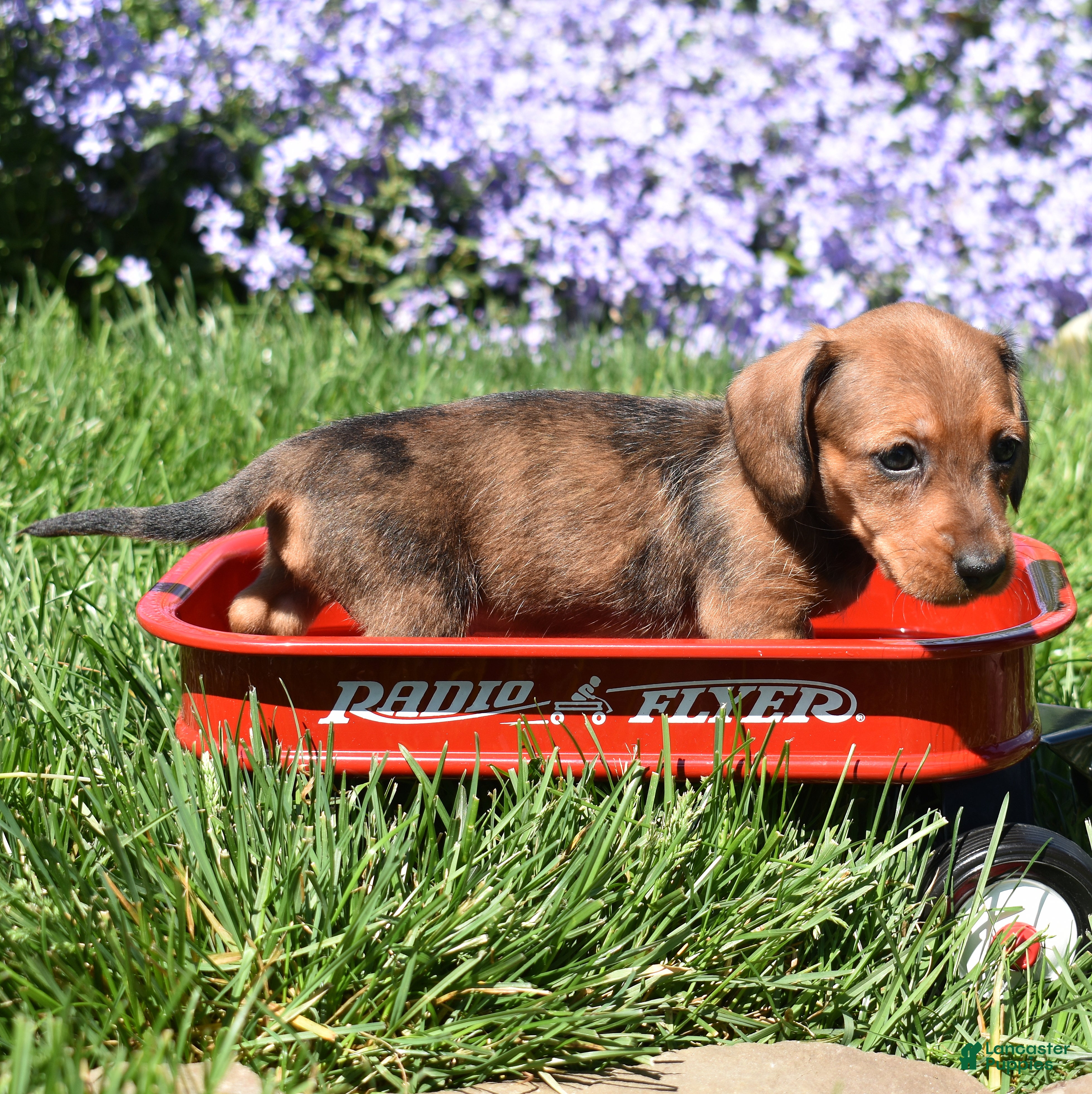 Miniature Dachshund dogs Barbie - Ad 2