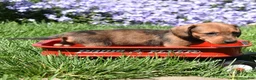 Miniature Dachshund dogs for sale: Barbie - Ad 2