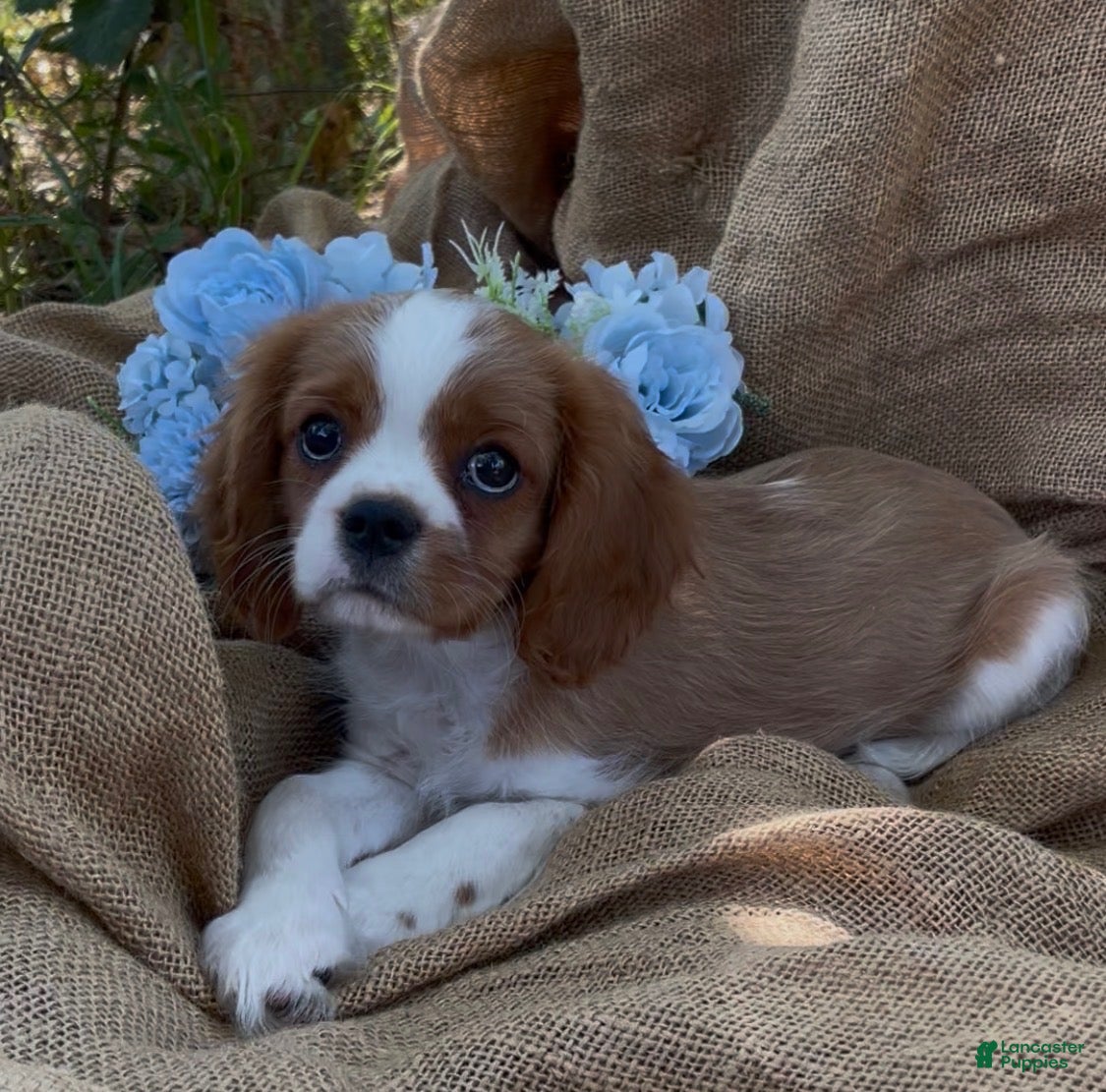 Cavalier King Charles Spaniel dogs AKC CURLY  - Ad 1