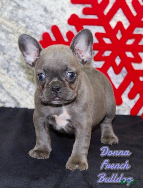 French Bulldog dogs Donna - Ad 37