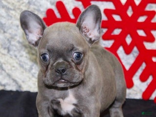 French Bulldog dogs Donna - Ad 37