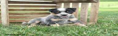 Bandit
