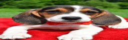 Beagle dogs for sale: Hudson - Ad 4