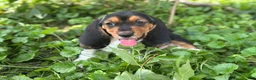 Basset Hound dogs for sale: Kimmie - Ad 17