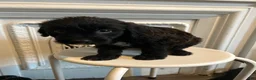 Mixed Breed dogs for sale: Mixed Breed 2 - Ad 1