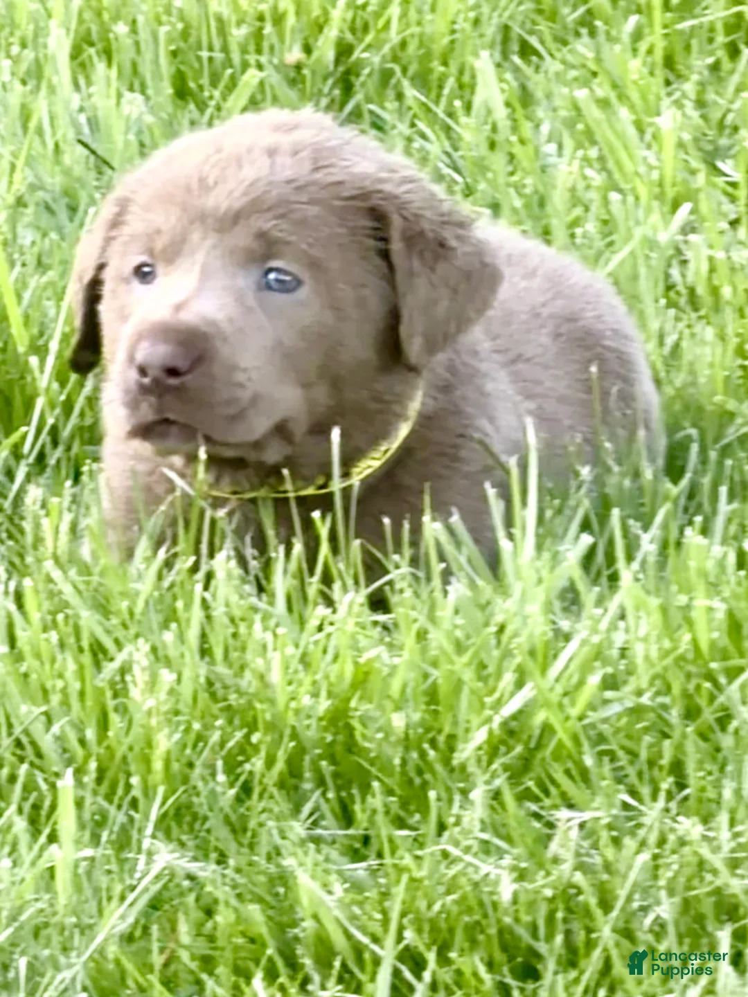 Labrador Retriever dogs for sale: Bullet - Ad 2