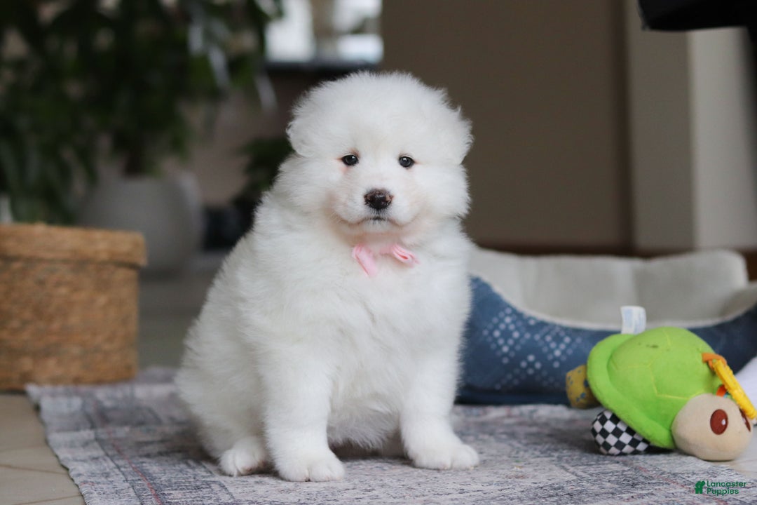 Samoyed dogs for sale: Fern - Ad 3