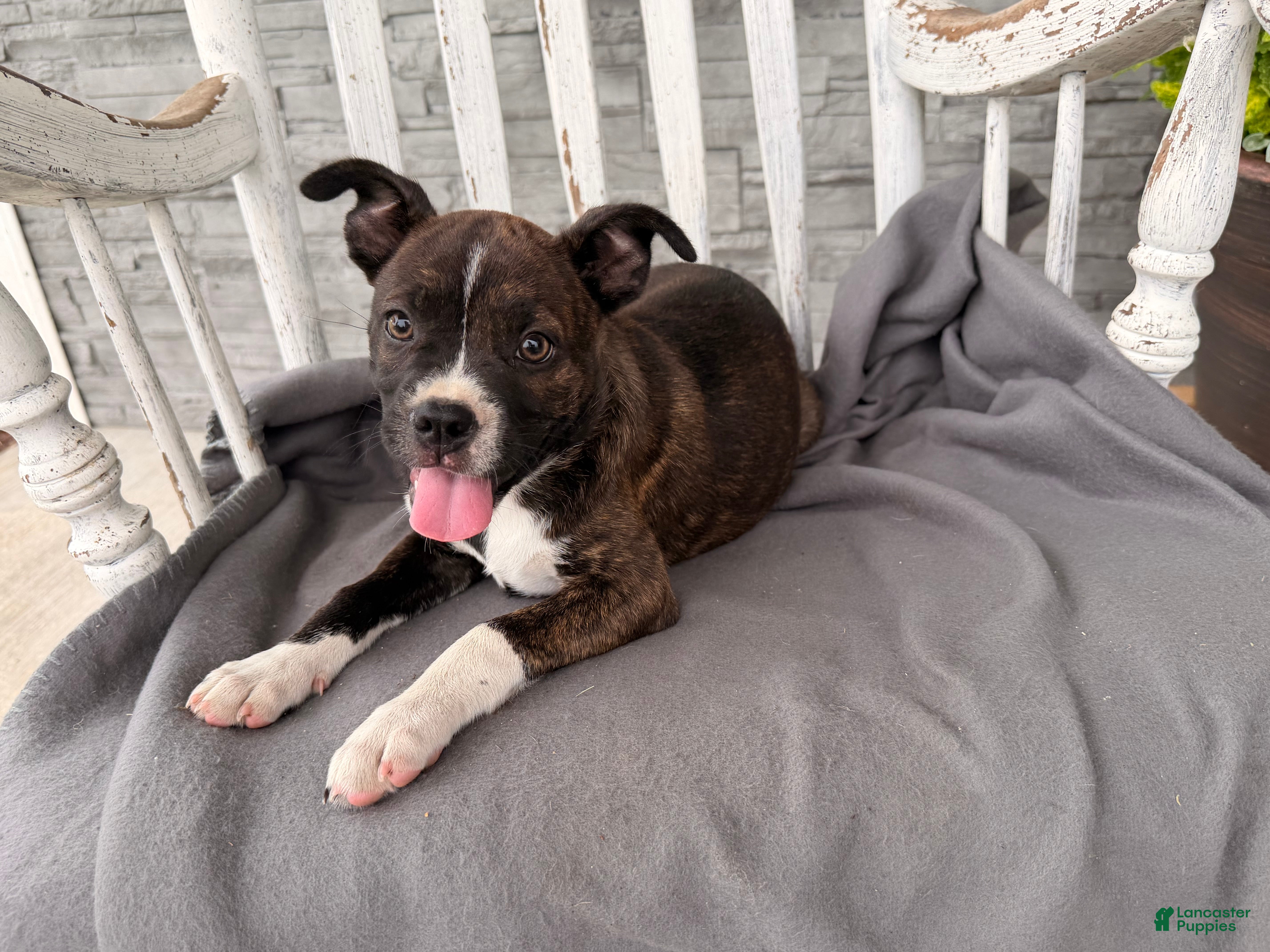 Mixed Breed dogs Sunbeam  - Ad 1